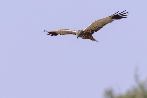 Brun Kärrhök Össlöv Ulf Ekström