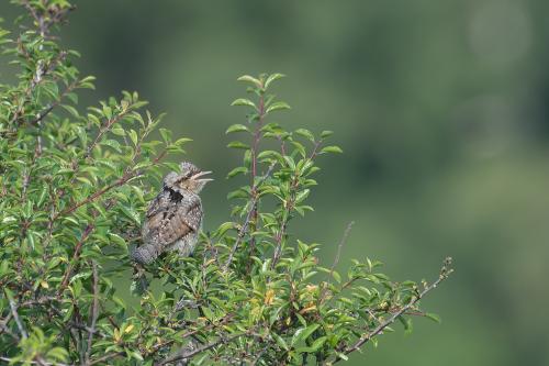 Göktyta  Öland Henrik Strandberg