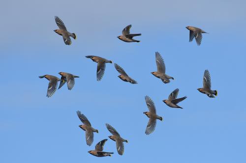 Sidensvans Yxnasjön Hans-Gösta Pettersson