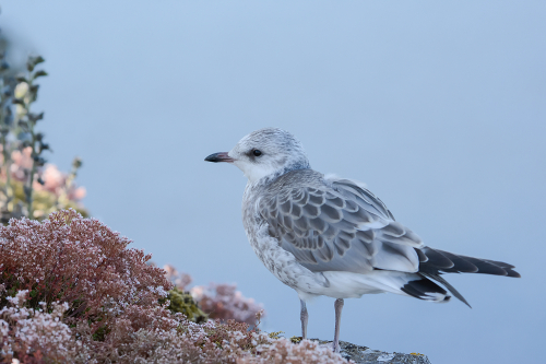 Fiskmås Öland Henrik Strandberg