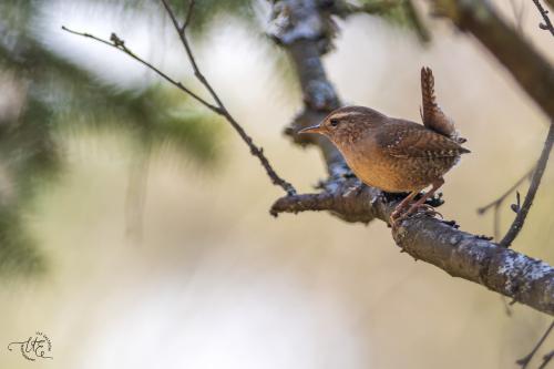 Gärdsmyg Finnhult Ulf Ekström