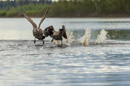 Kanadagås Ulf Ekström