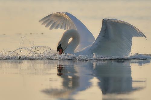 Knölsvan Tosteberga Conny Christensen