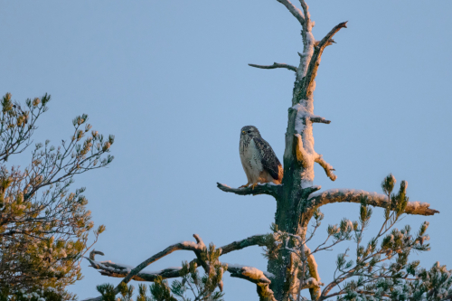 Ormvråk Björnamossen Conny Christensen