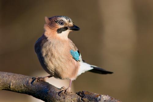 Nötskrika Conny Christensen