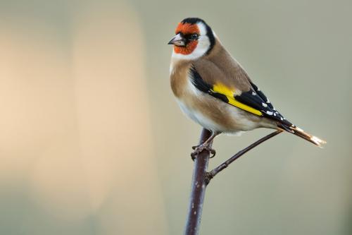 Steglits Conny Christensen