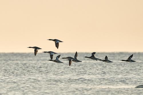 Småskrake Tosteberga Conny Christensen
