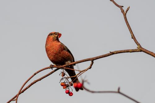 Tallbit Bolmarö Ulf Ekström