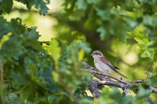 Törnskata Skärvelid UIf Ekström