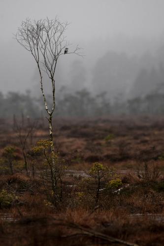 Varfågel Conny Christensen