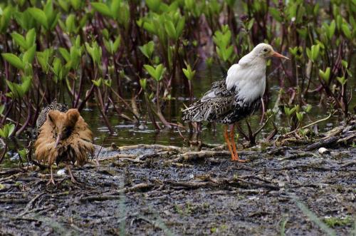 Brushane Storsjö kapell Roger Karlsson